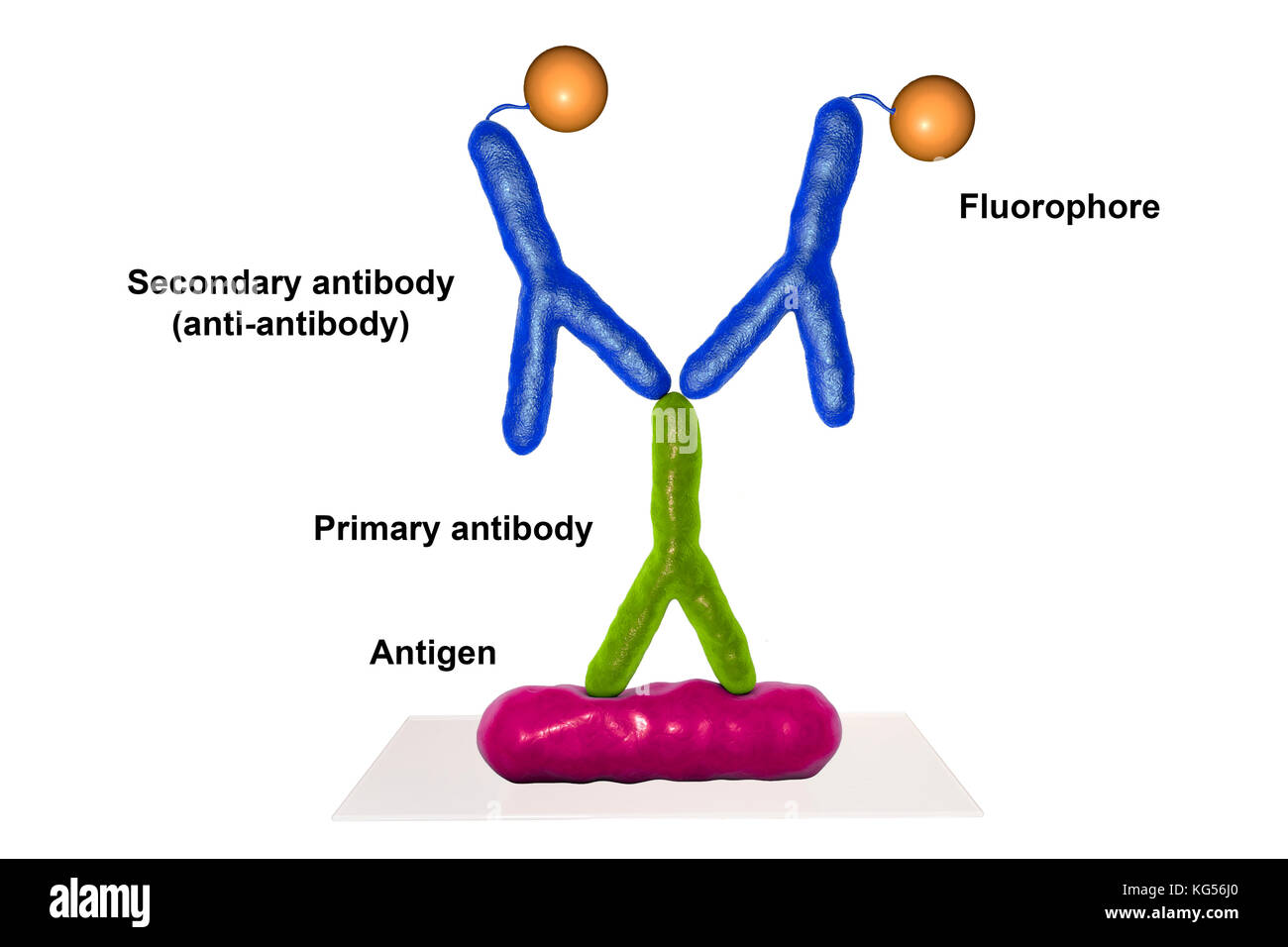Mechanism of indirect immunofluorescence test, computer illustration. Immunofluorescence is a cell imaging technique based on the use of antibodies to label a specific target antigen (bacteria, cancer cells, other) with a fluorescent dye (also called fluorophore or fluorochrome). The fluorescent dye allows visualization of the antigen distribution in the sample under a fluorescent microscope. Indirect immunofluorescence uses two antibodies, the primary and the secondary. Stock Photo