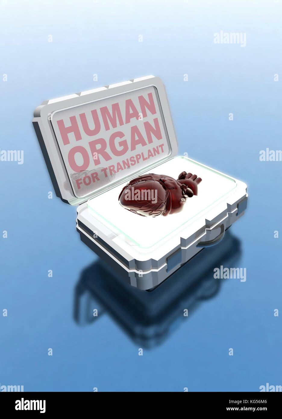 Human heart in transplant box hires stock photography and images Alamy