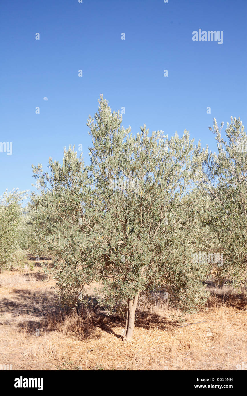 Olive trees, near Riebeek Kasteel, Western Cape, South Africa Stock Photo Alamy