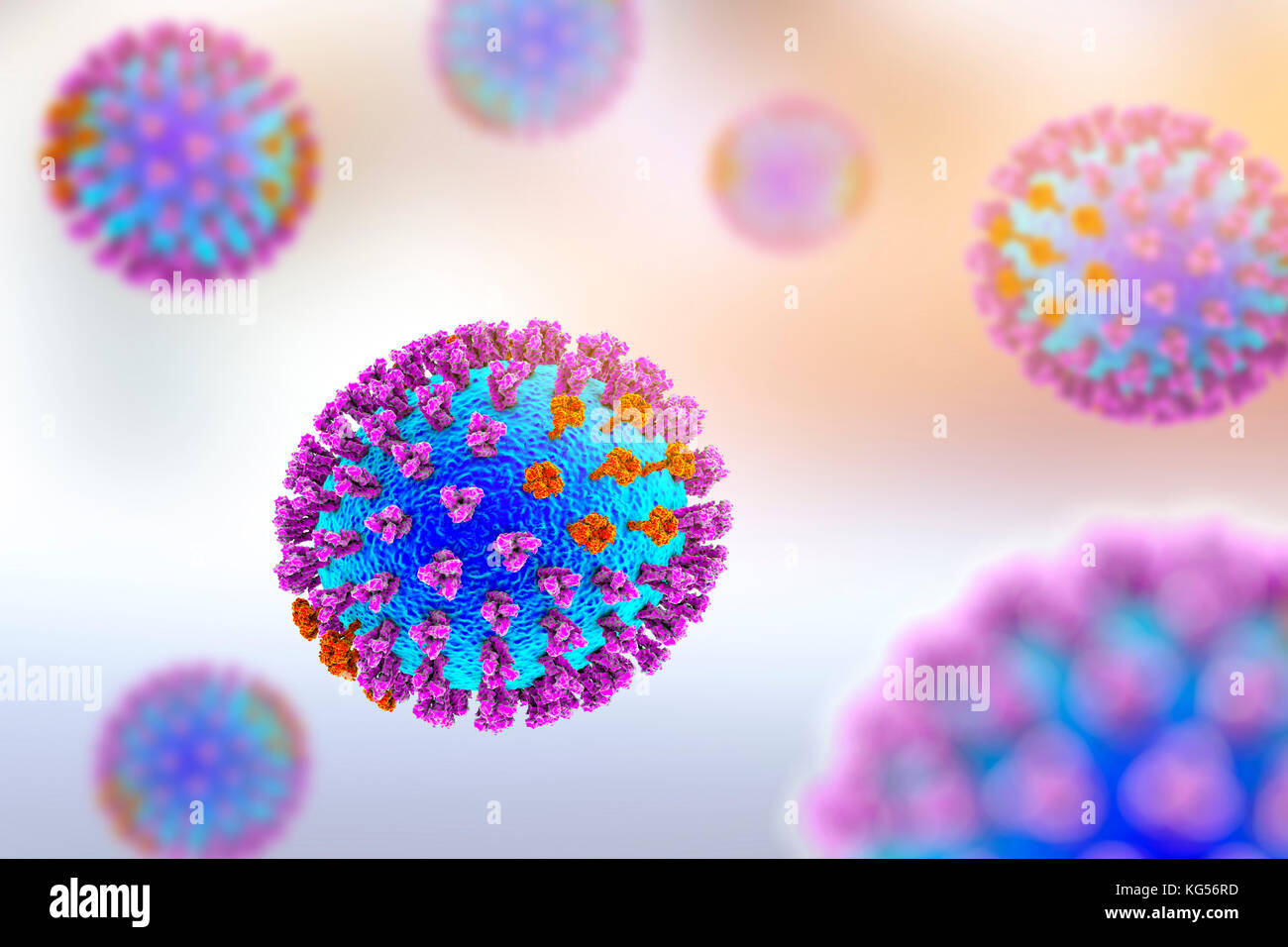 Flu viruses, computer illustration. Each virus consists of a core of RNA (ribonucleic acid) genetic material surrounded by a protein coat (blue). Embedded in the coat are surface proteins (spikes). There are two types of surface protein, hemagglutinin (purple) and neuraminidase (orange), and each exists in several subtypes. Both surface proteins are associated with the pathogenicity of a virus. Hemagglutinin binds to host cells, allowing the virus to enter them and replicate. Neuraminidase allows the new particles to exit the host after replication. Stock Photo