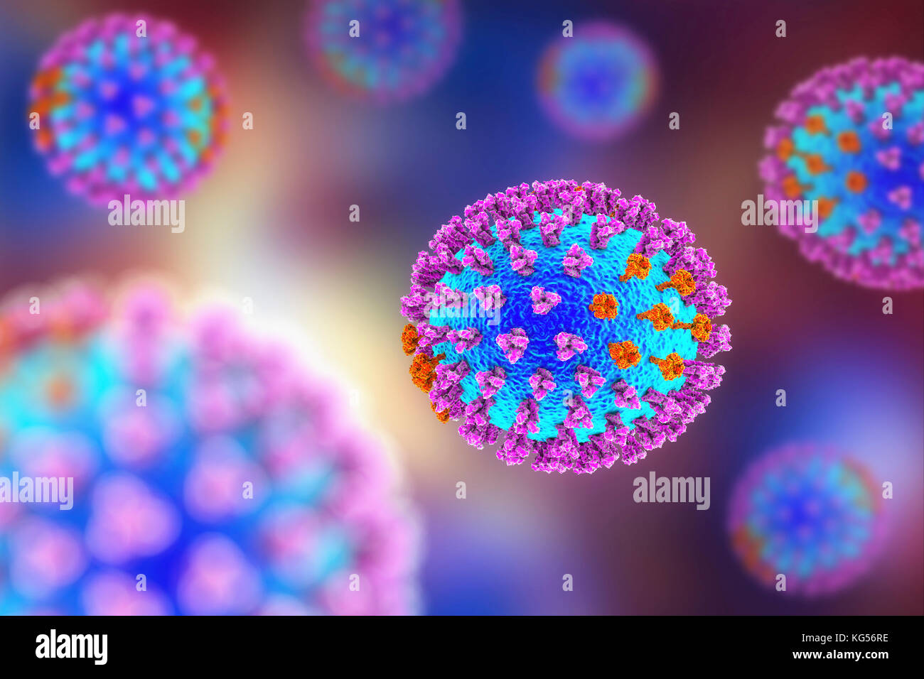 Flu viruses, computer illustration. Each virus consists of a core of RNA (ribonucleic acid) genetic material surrounded by a protein coat (blue). Embedded in the coat are surface proteins (spikes). There are two types of surface protein, hemagglutinin (purple) and neuraminidase (orange), and each exists in several subtypes. Both surface proteins are associated with the pathogenicity of a virus. Hemagglutinin binds to host cells, allowing the virus to enter them and replicate. Neuraminidase allows the new particles to exit the host after replication. Stock Photo