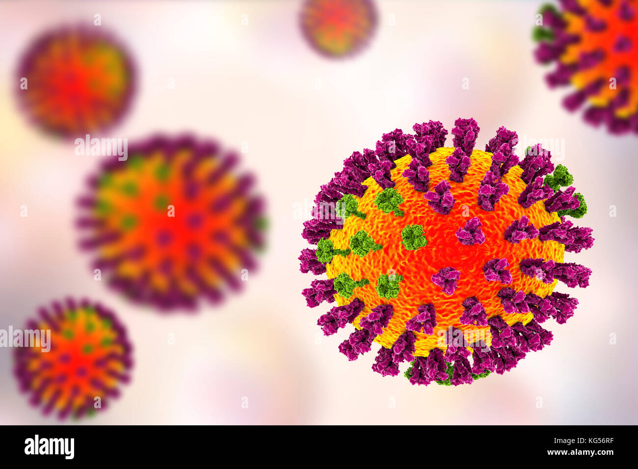 Flu viruses, computer illustration. Each virus consists of a core of RNA (ribonucleic acid) genetic material surrounded by a protein coat (orange). Embedded in the coat are surface proteins (spikes). There are two types of surface protein, hemagglutinin (purple) and neuraminidase (green), and each exists in several subtypes. Both surface proteins are associated with the pathogenicity of a virus. Hemagglutinin binds to host cells, allowing the virus to enter them and replicate. Neuraminidase allows the new particles to exit the host after replication. Stock Photo