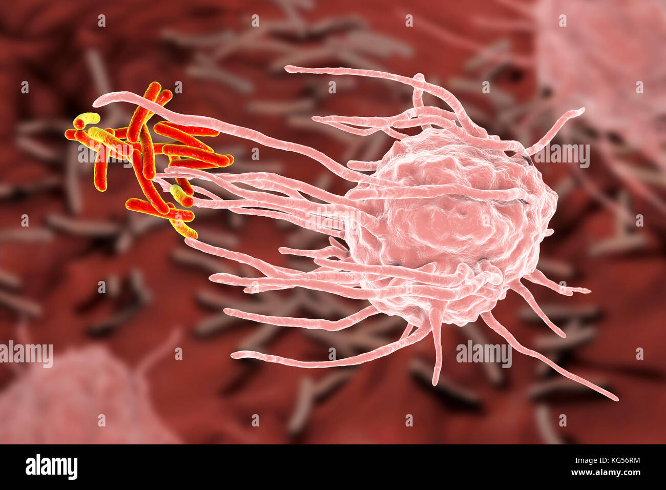 Macrophage engulfing TB bacteria. Computer illustration of a macrophage white blood cell (pink) engulfing tuberculosis (Mycobacterium tuberculosis) bacteria (orange). This process is called phagocytosis. Macrophages are cells of the body's immune system. They phagocytose and destroy pathogens, dead cells and cellular debris. Stock Photo