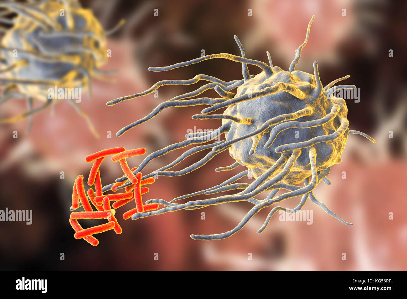 Macrophage engulfing TB bacteria. Computer illustration of a macrophage white blood cell (blue) engulfing tuberculosis (Mycobacterium tuberculosis) bacteria (orange). This process is called phagocytosis. Macrophages are cells of the body's immune system. They phagocytose and destroy pathogens, dead cells and cellular debris. Stock Photo