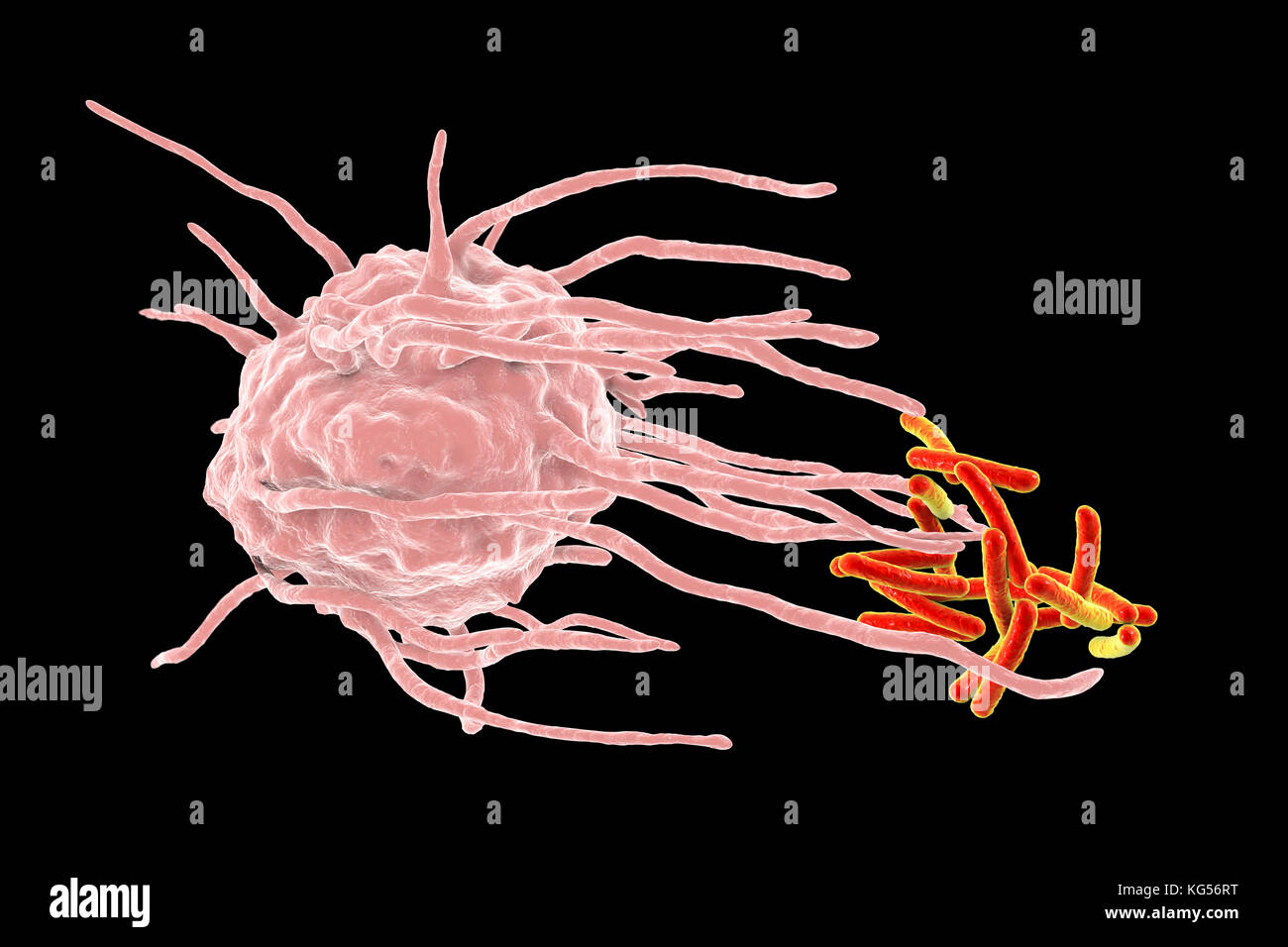 Macrophage engulfing TB bacteria. Computer illustration of a macrophage white blood cell (pink) engulfing tuberculosis (Mycobacterium tuberculosis) bacteria (orange). This process is called phagocytosis. Macrophages are cells of the body's immune system. They phagocytose and destroy pathogens, dead cells and cellular debris. Stock Photo