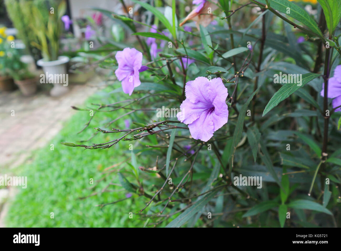 ruellias or wild petunias flower Stock Photo