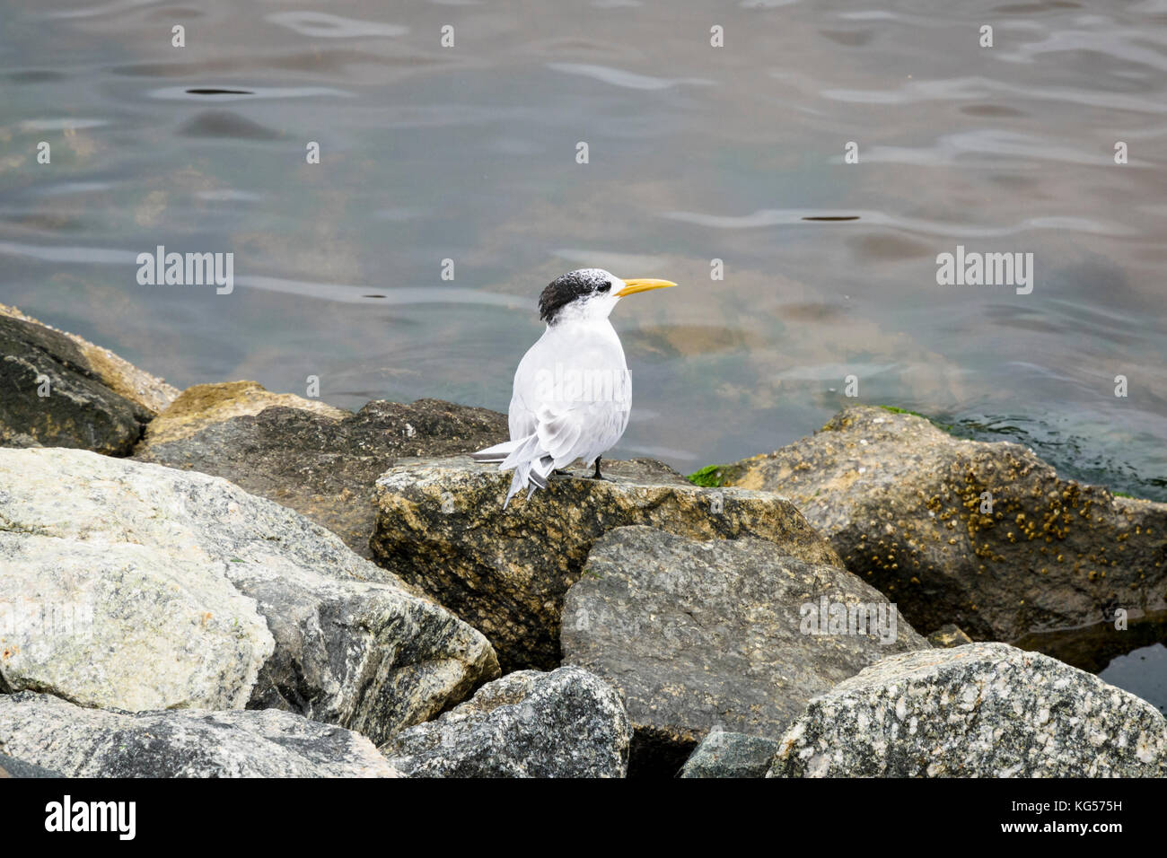 Greater Crested Tern perched on rocks along the Swan River foreshore in South Perth, Western Australia Stock Photo