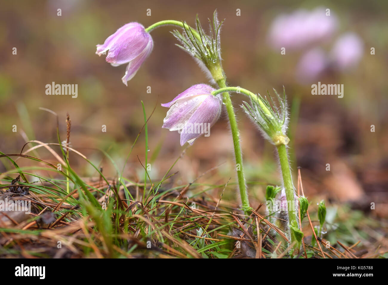 Beautiful floral background with lilacs delicate first spring flowers Pulsatilla vulgaris with dew drops in grass close-up Stock Photo