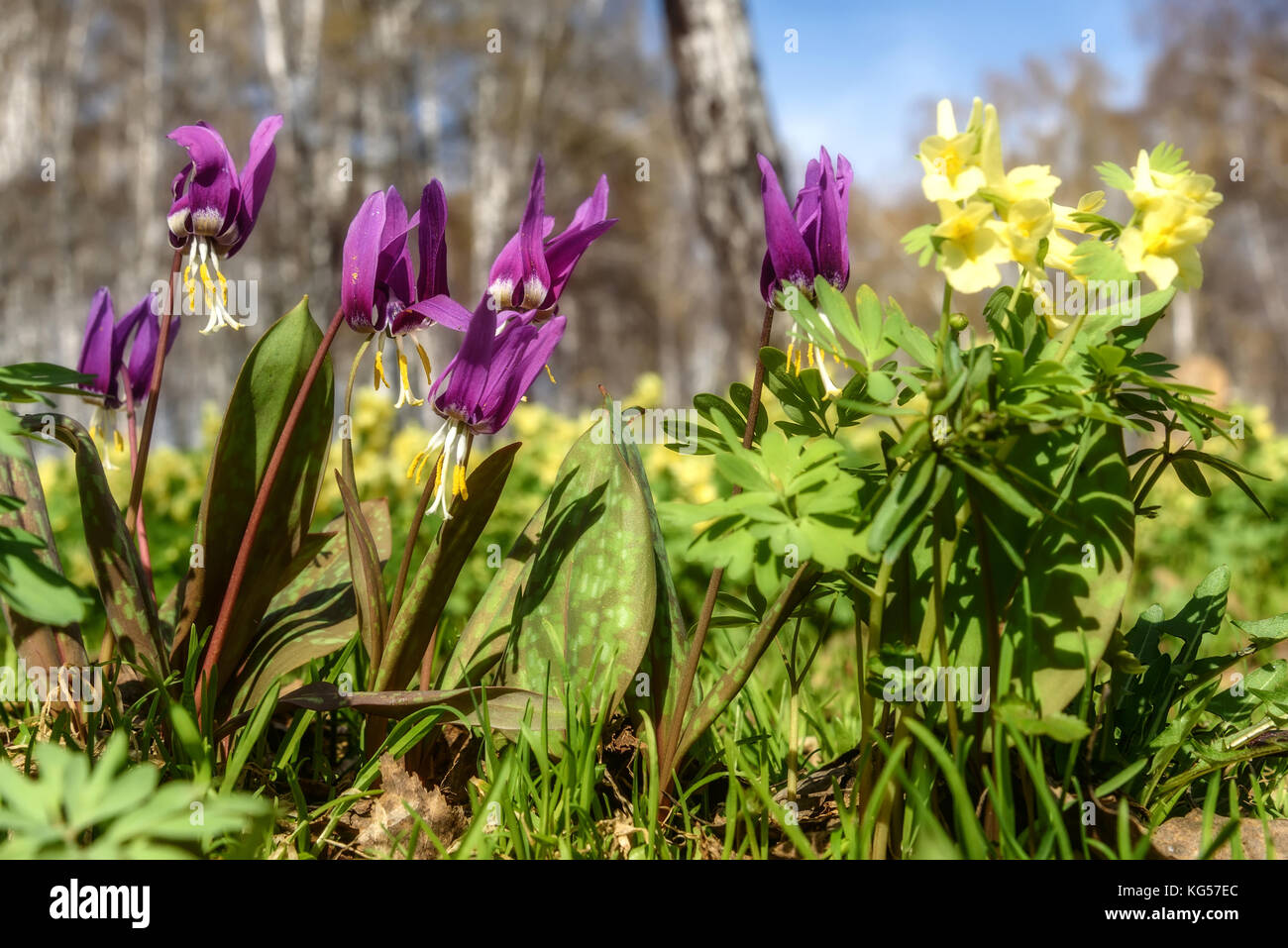 Beautiful spring floral background with burgundy delicate flowers Erythronium sibiricum in the grass close-up on a blurred background of trunks of bir Stock Photo