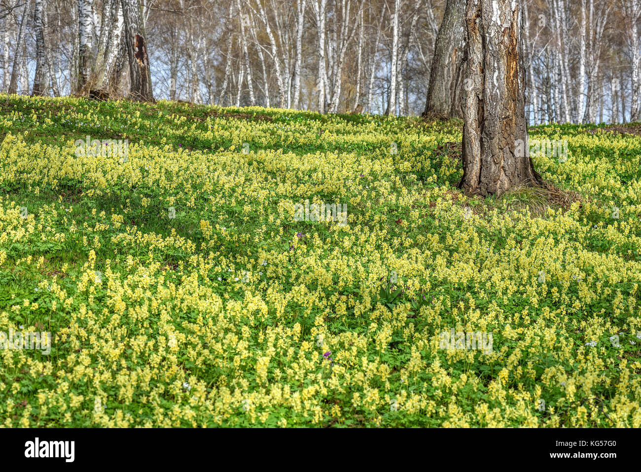 Beautiful spring floral background with bright yellow flowers Corydalis on a meadow in the grass on a blurred background of trunks of birches Stock Photo