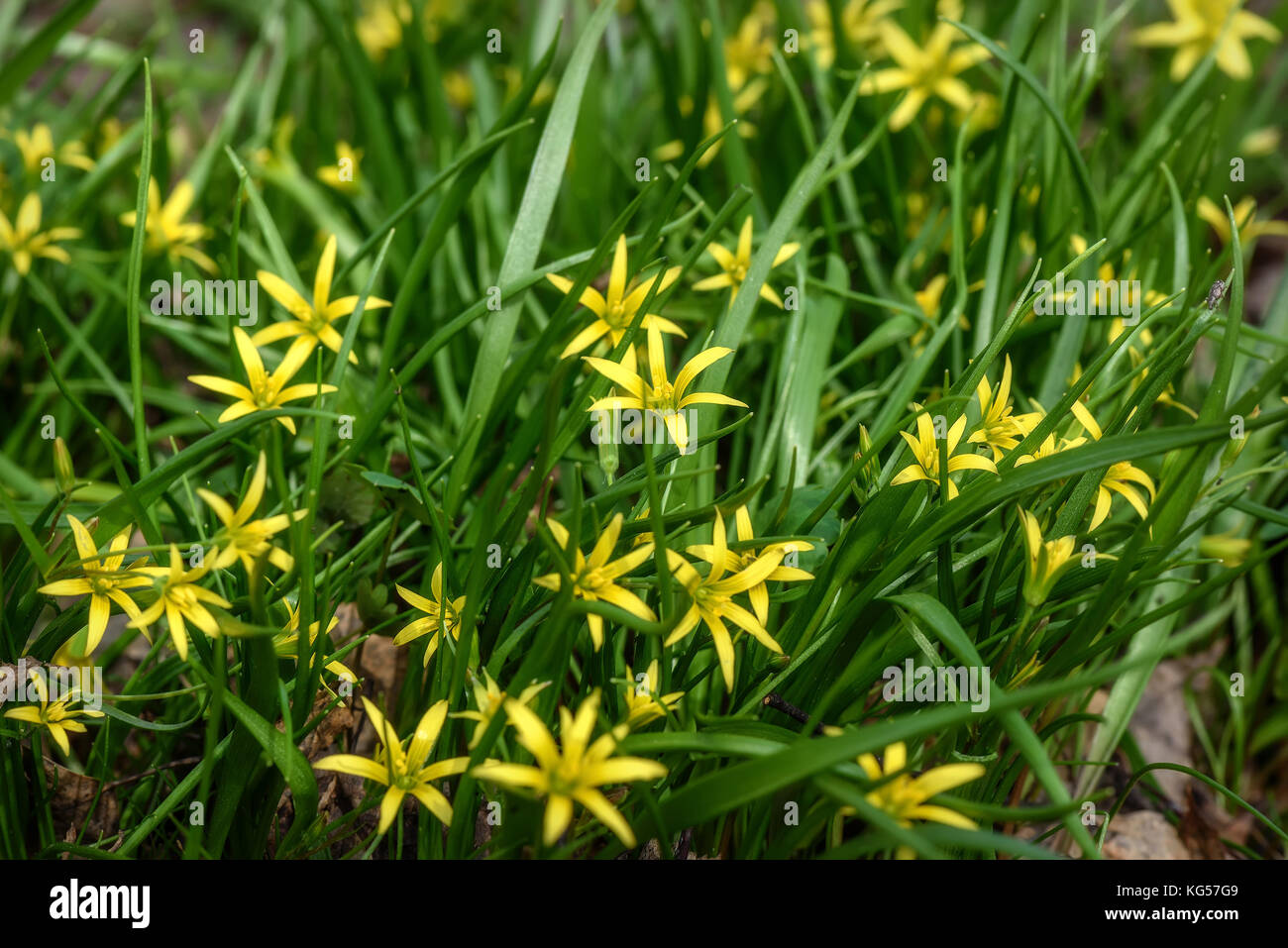 Beautiful spring floral background with bright small yellow flowers Gagea in the grass close up on a sunny day Stock Photo