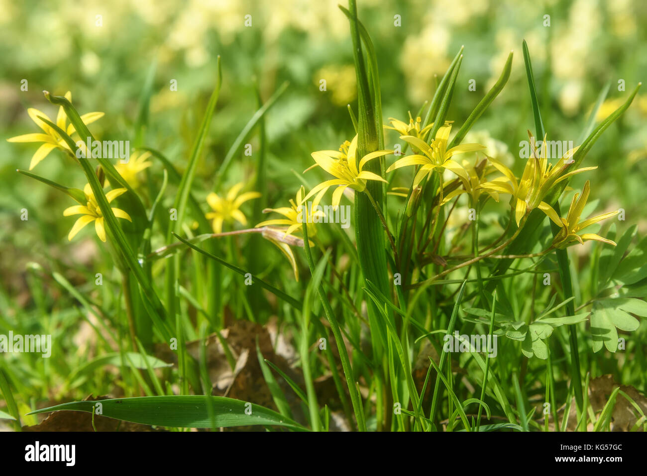 Beautiful spring floral background with bright small yellow flowers Gagea in the grass close up on a sunny day Stock Photo