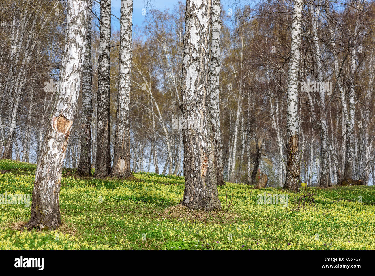 Beautiful spring natural background with birches and meadow with bright ...