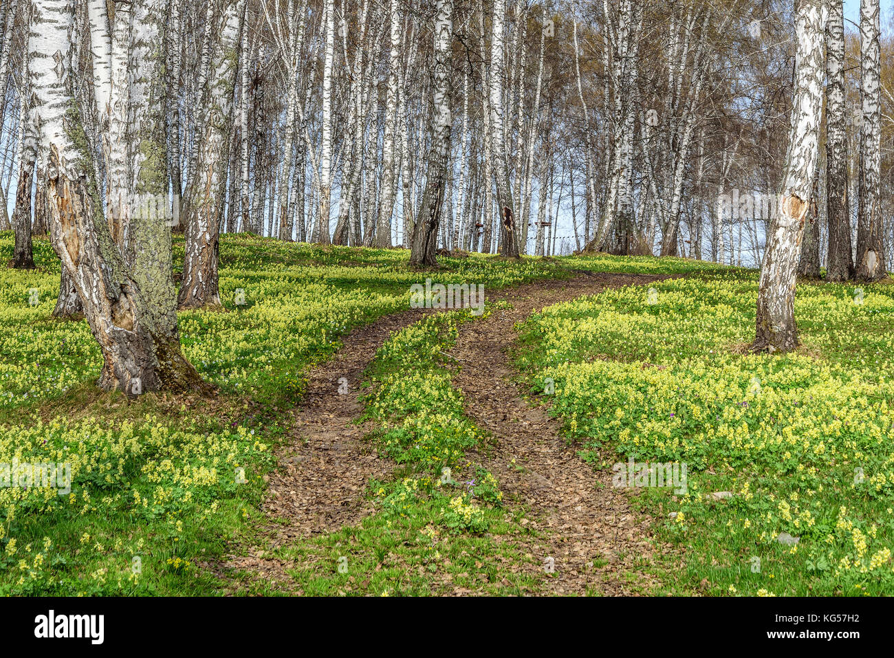 Beautiful spring natural background with birches and meadow with bright ...