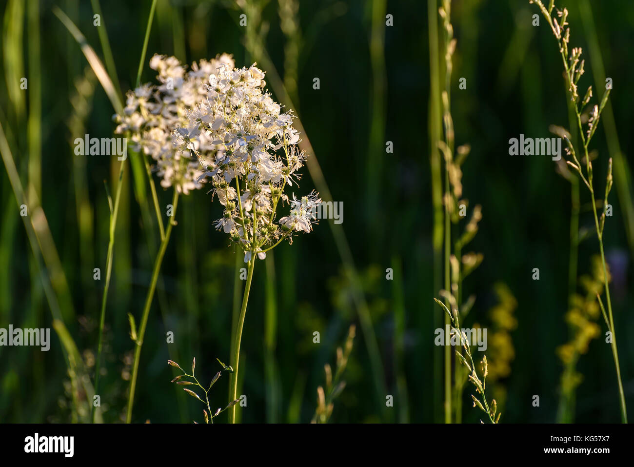 Beautiful floral background of white fluffy flowers Tavolga vulgaris on a background of green grass on a meadow in sunlight Stock Photo