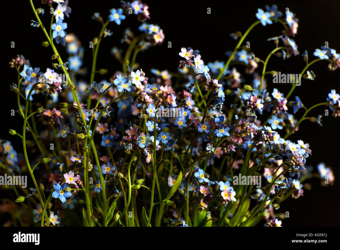 Beautiful Bouquet Of Blue And Violet Forget Me Not Flowers On A Black Background Stock Photo Alamy