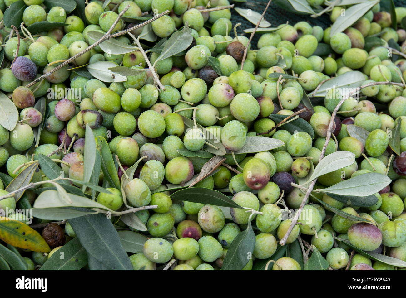 Olive harvest hires stock photography and images Alamy