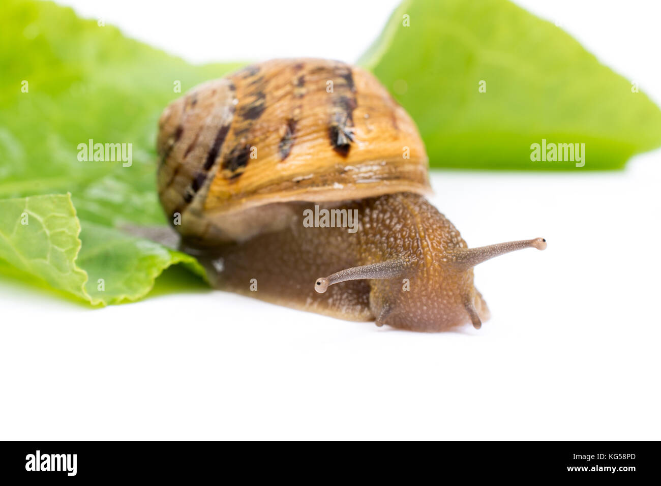 Snail on green salad leaf, isolated in white background Stock Photo - Alamy