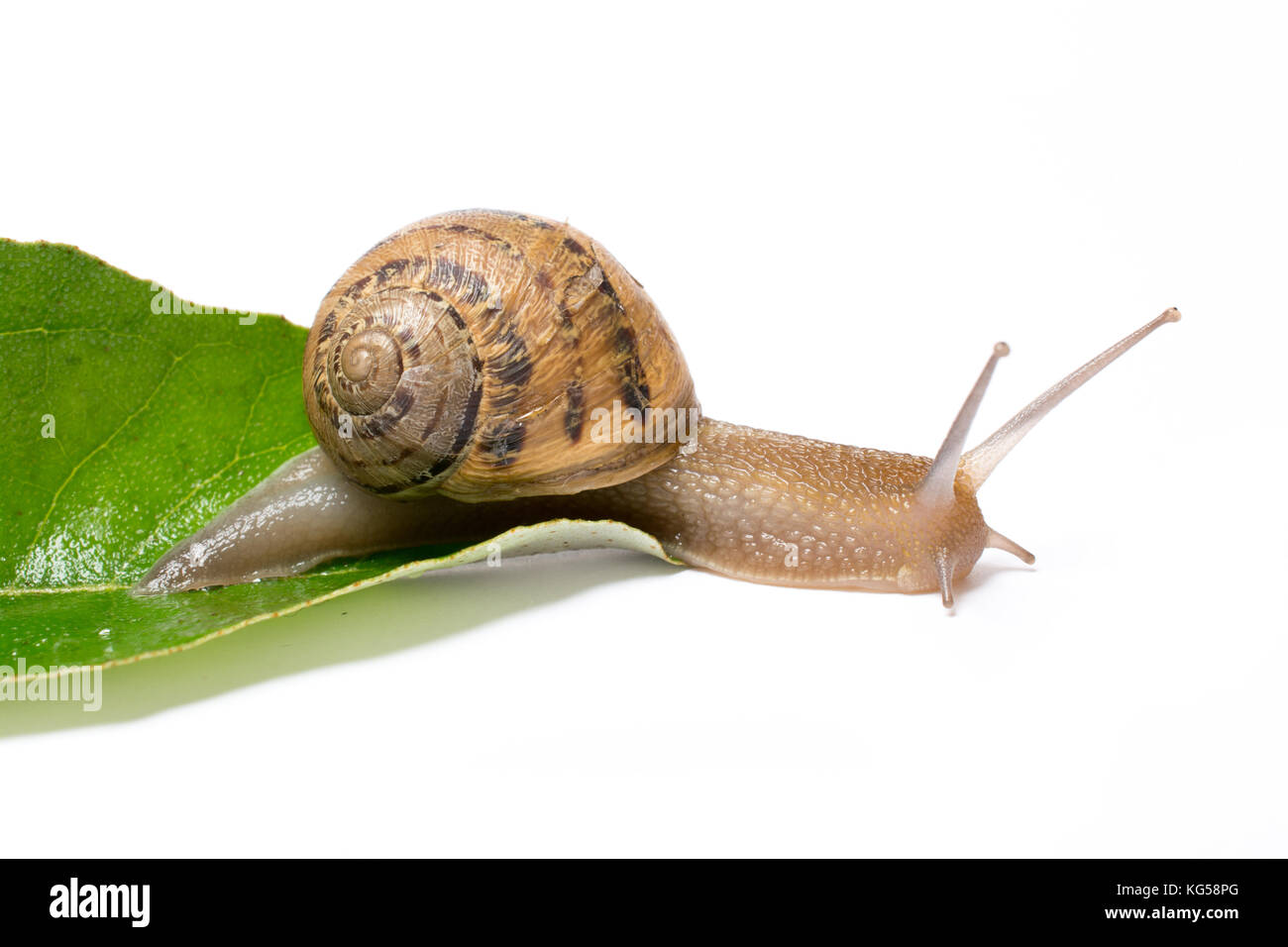 Snail on green leaf, isolated in white background Stock Photo - Alamy