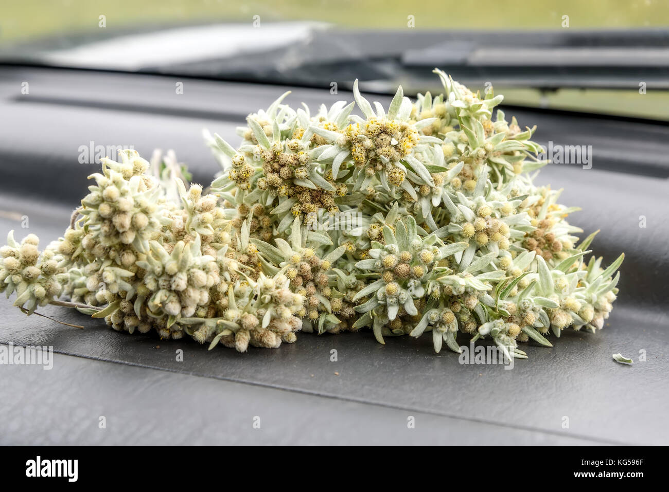 A beautiful bouquet of delicate fluffy edelweiss flowers lies on the car's panel in front of the windshield Stock Photo