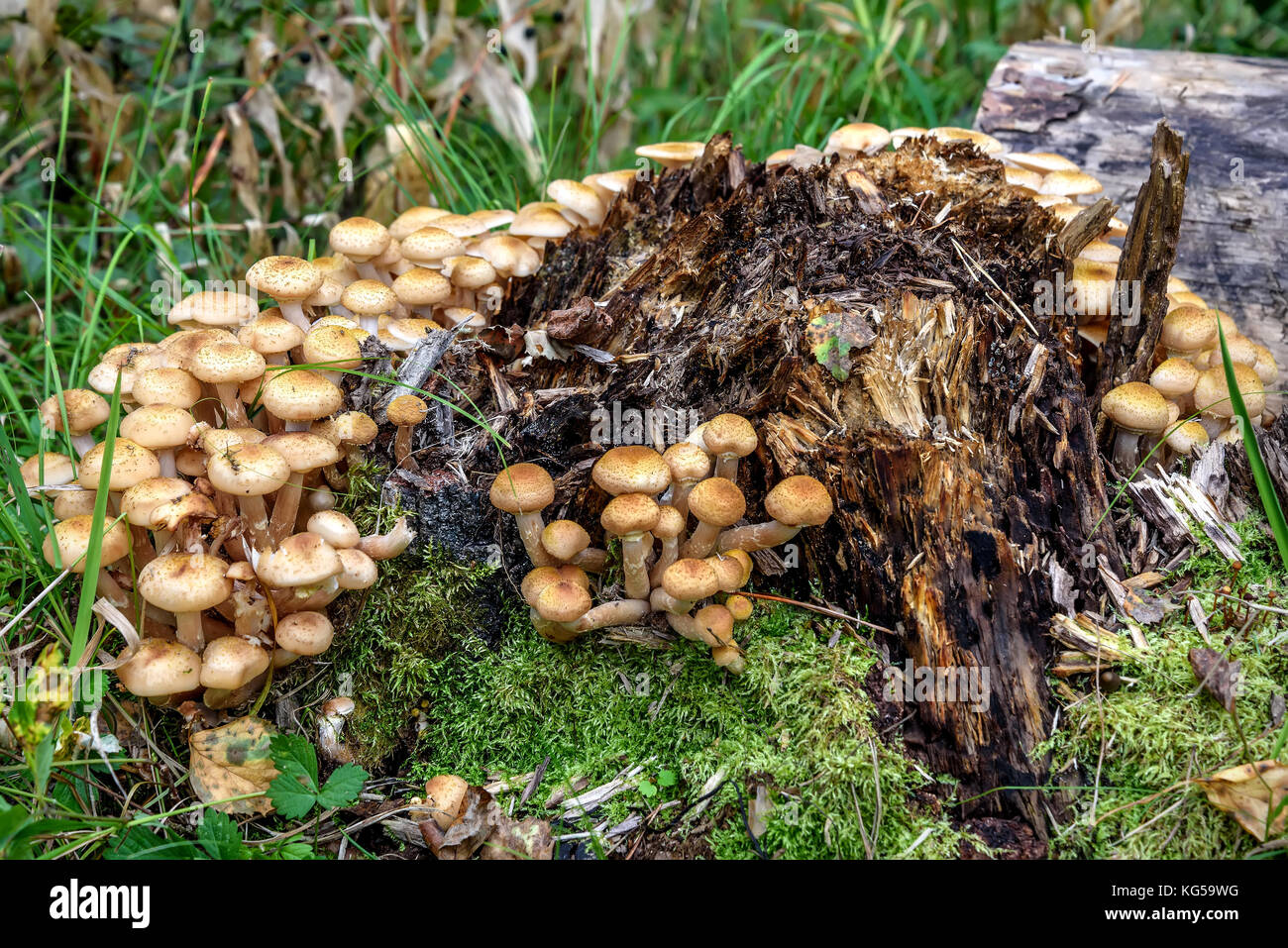 Гриб трутовик на пеньке. Пенек дерева. Грибы растущие на пнях съедобные. Несъедобные грибы на пнях. Грибы на пеньке.