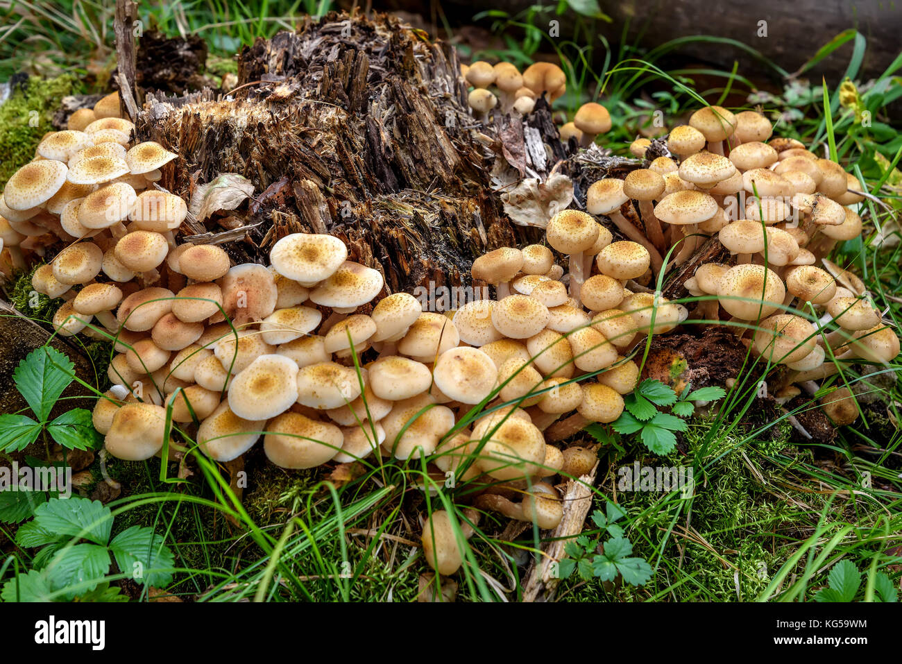 A large group of beautiful small mushrooms Honey fungus (Armillaria mellea) growing on a stump in a forest close-up Stock Photo