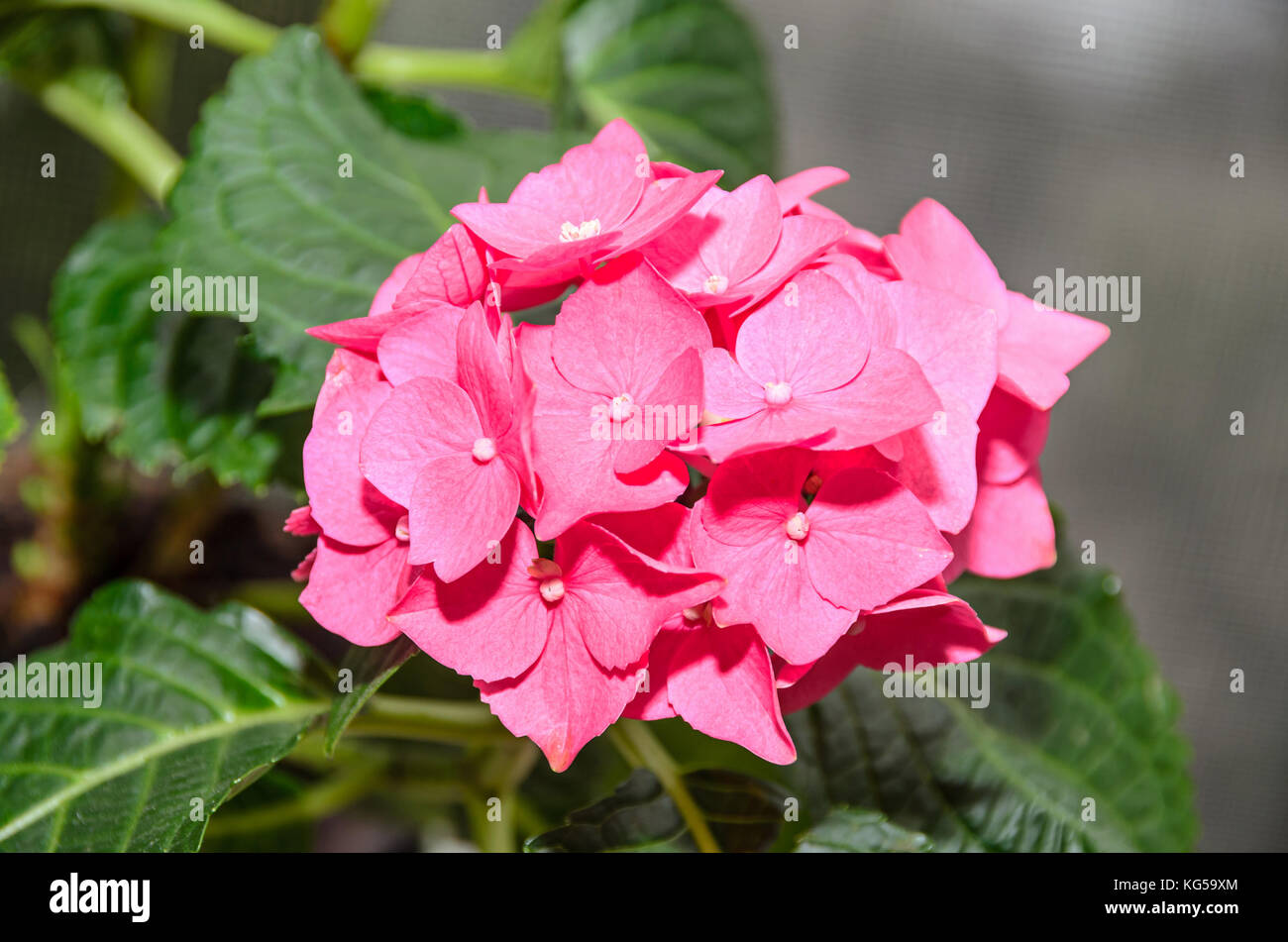 Pink Hydrangea flowers, hortensia bush plant close up isolated Stock ...