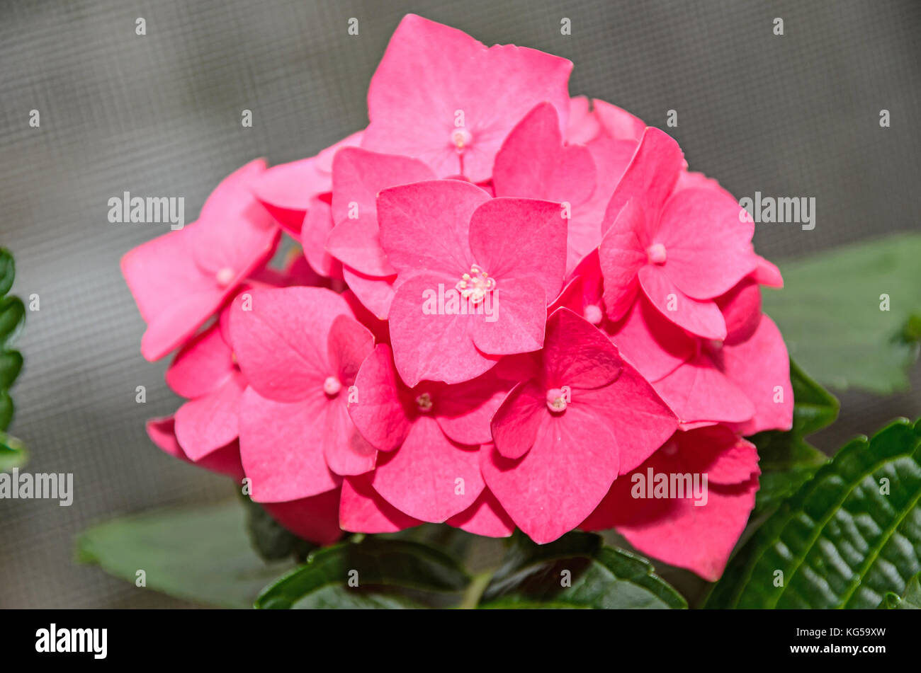 Pink Hydrangea flowers, hortensia bush plant close up isolated Stock ...