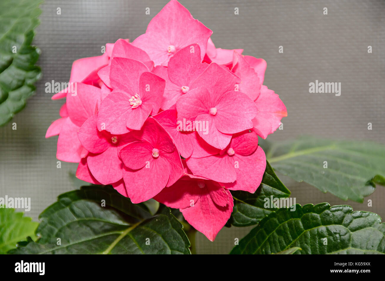 Pink Hydrangea flowers, hortensia bush plant close up isolated Stock ...