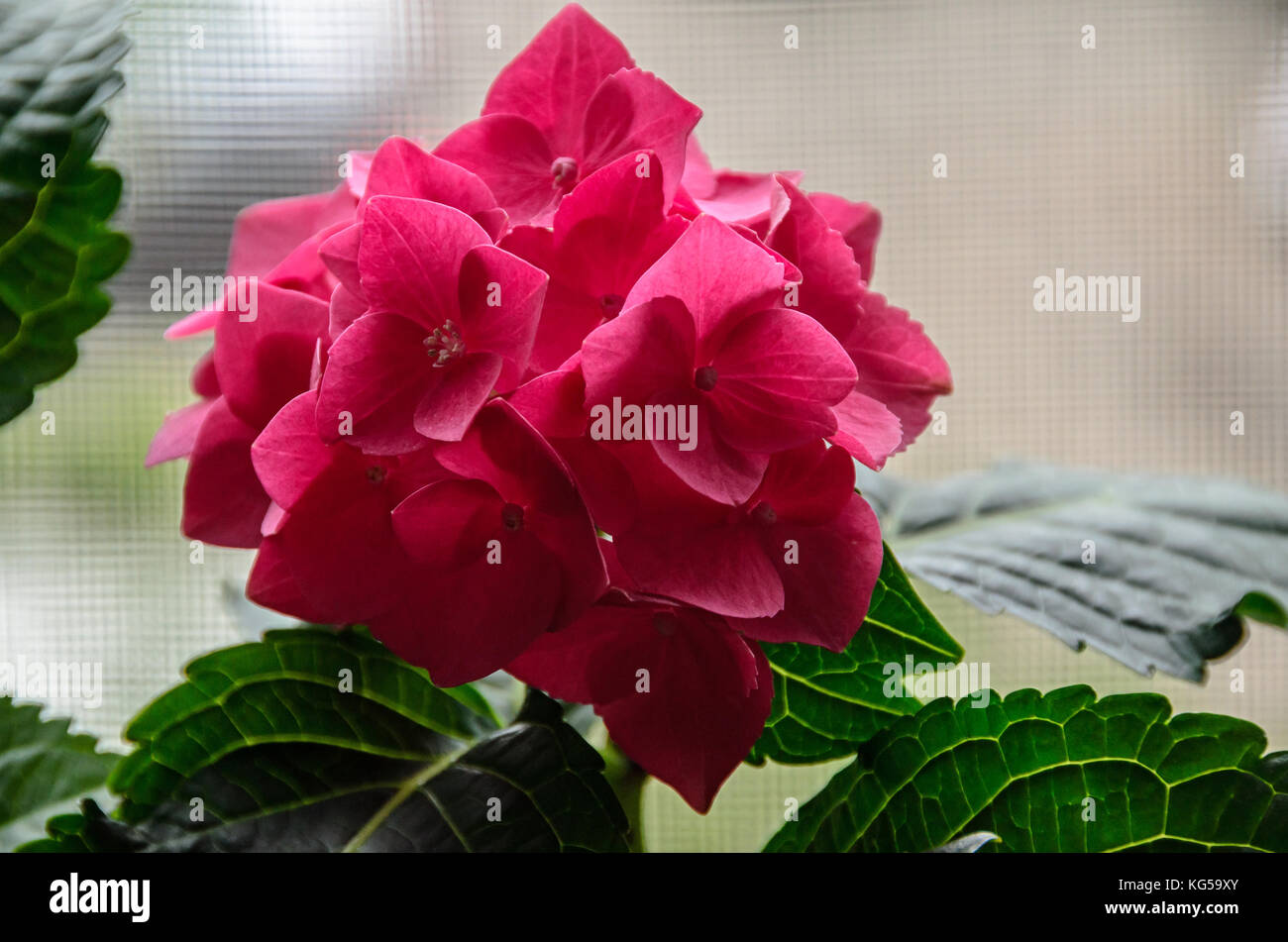 Pink Hydrangea flowers, hortensia bush plant close up isolated Stock ...