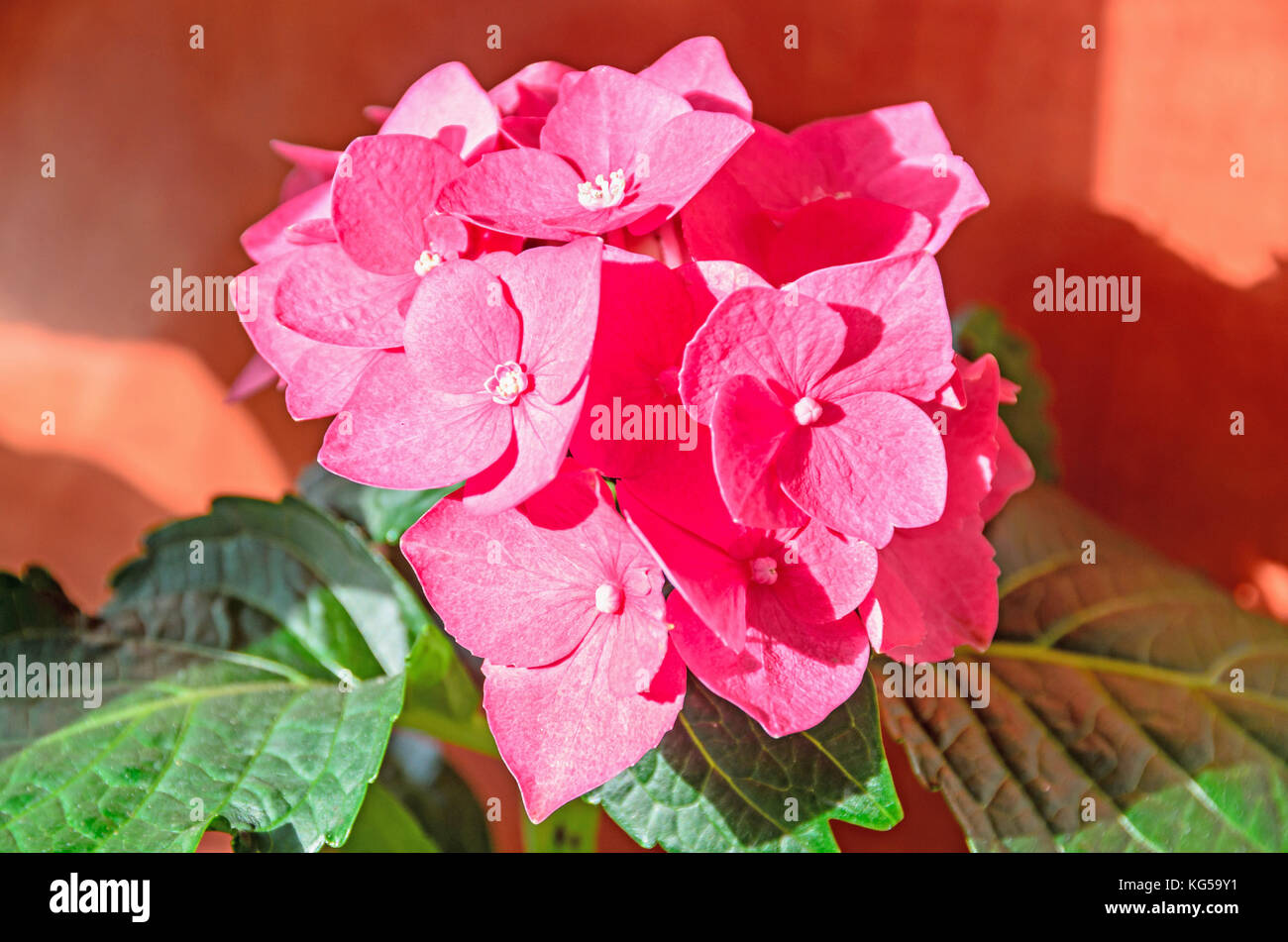 Pink Hydrangea flowers, hortensia bush plant close up isolated Stock ...
