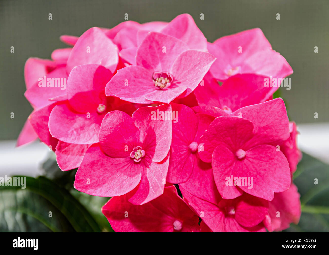 Pink Hydrangea flowers, hortensia bush plant close up isolated Stock ...