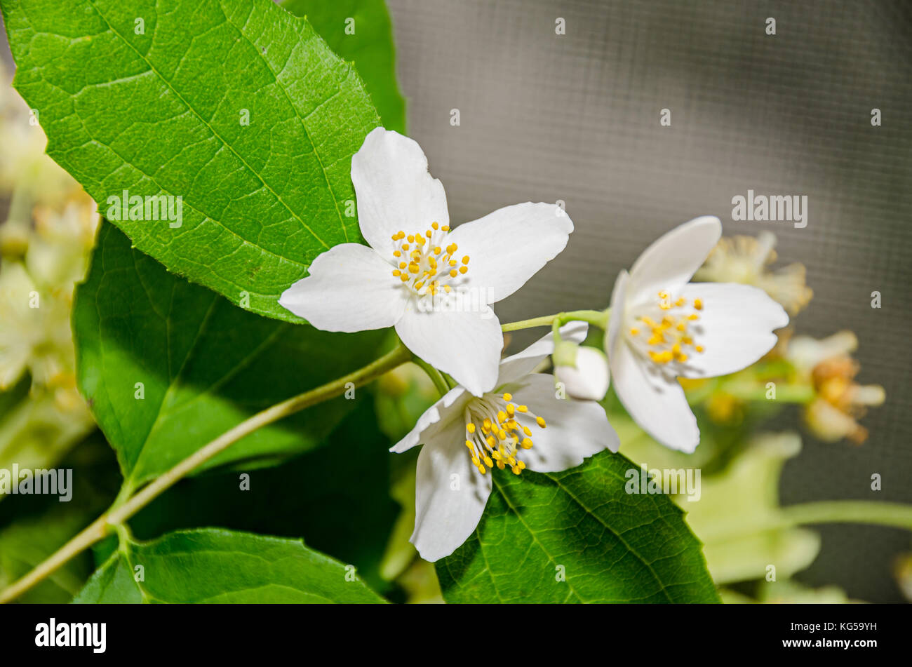 Jasminum officinale, common jasmine white flowers, bush olive family Oleaceae. Stock Photo