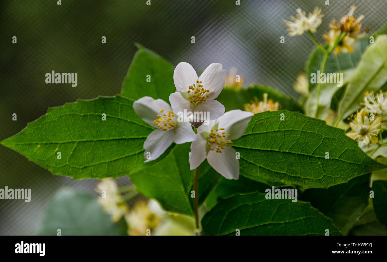 Jasminum officinale, common jasmine white flowers, bush olive family Oleaceae. Stock Photo