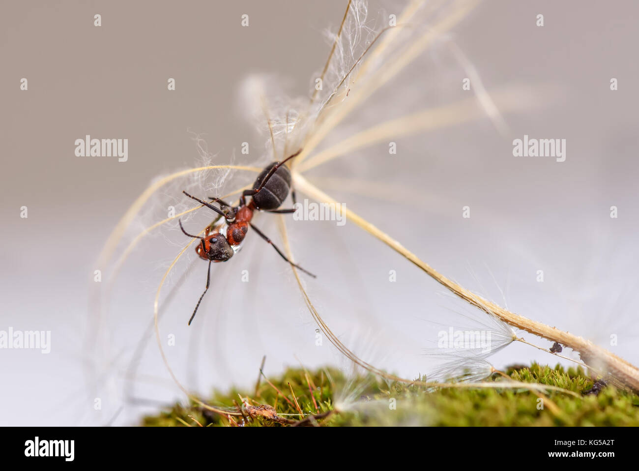 Natural animal background with red ant close-up sitting on a seed of large dandelion Stock Photo