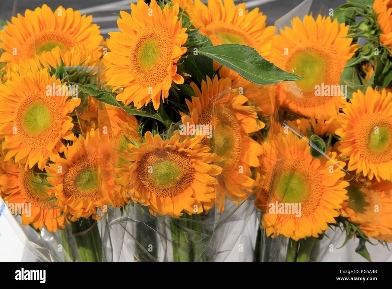 Bunches of sunflowers wrapped in cellophane for sale at outdoor farmers market, where people can grab a bouquet to bring home for loved one. Stock Photo