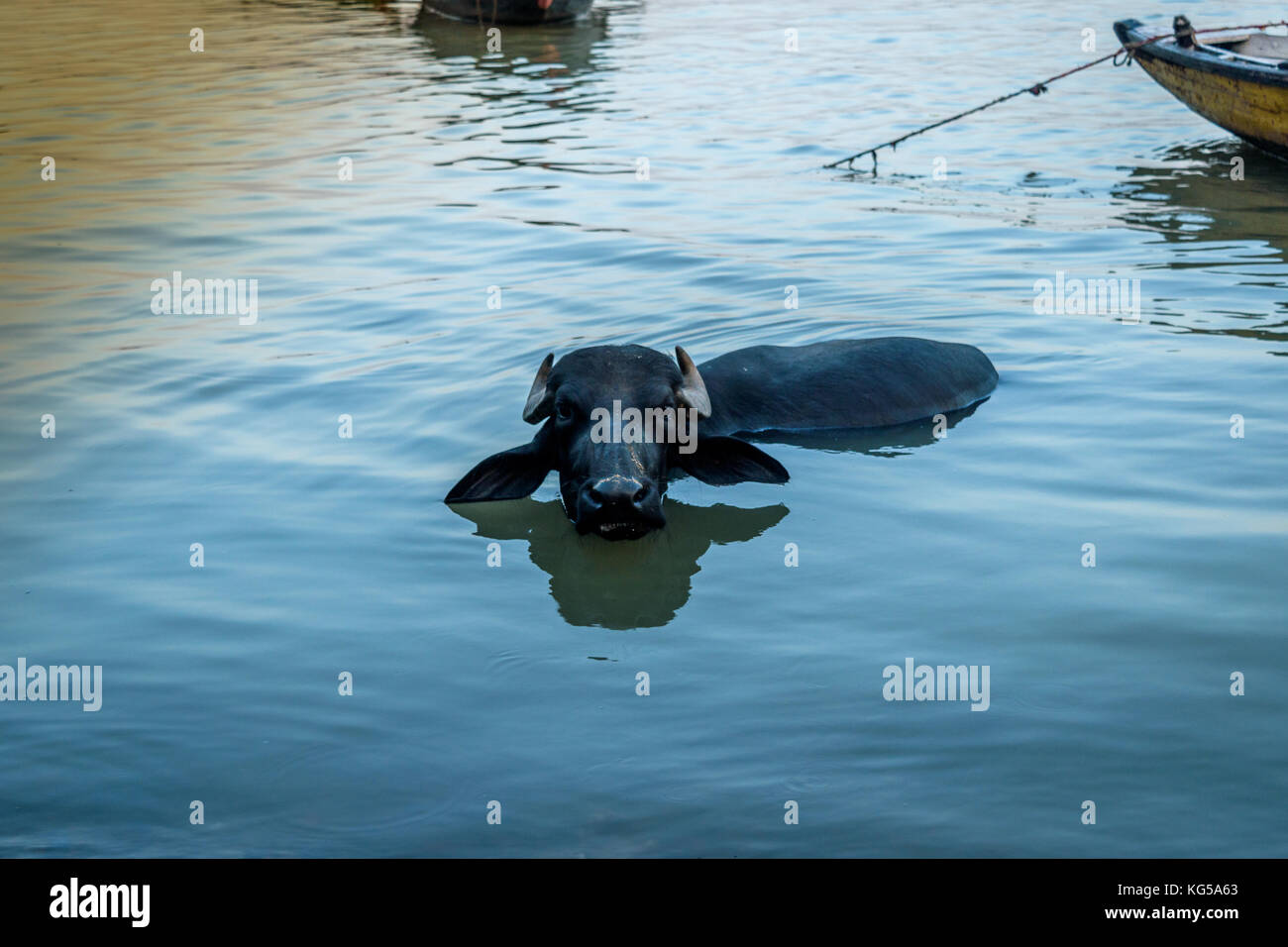 Cow Bath High Resolution Stock Photography and Images Alamy