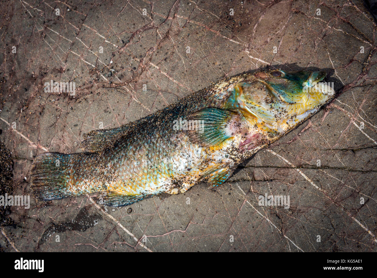 A sadly dead, but rarely sighted Rainbow Wrasse on the beach at Whitsand Bay, Cornwall, UK Stock Photo