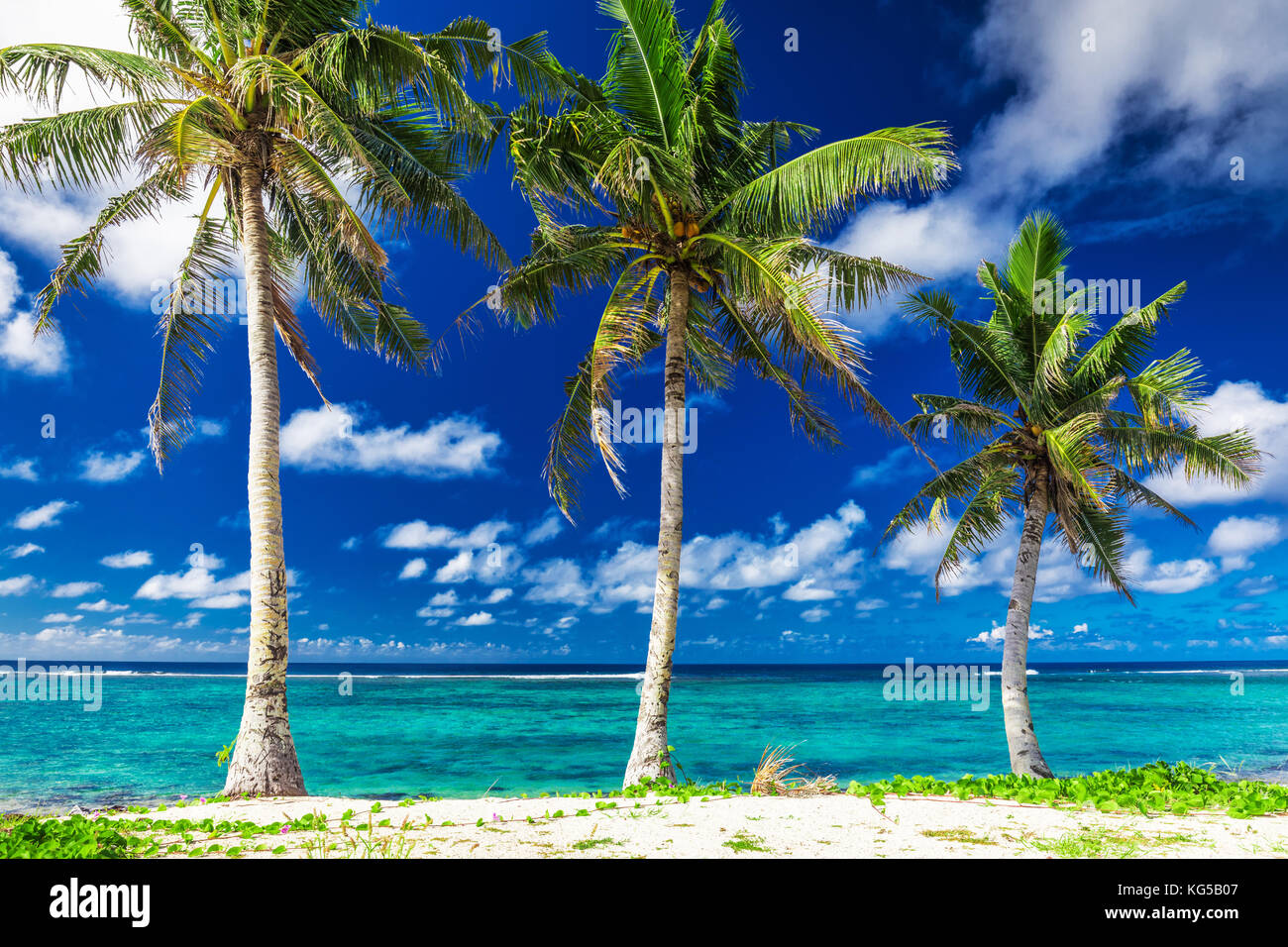 Tropical Lalomanu beach on Samoa Island with three palm trees, Upolu ...