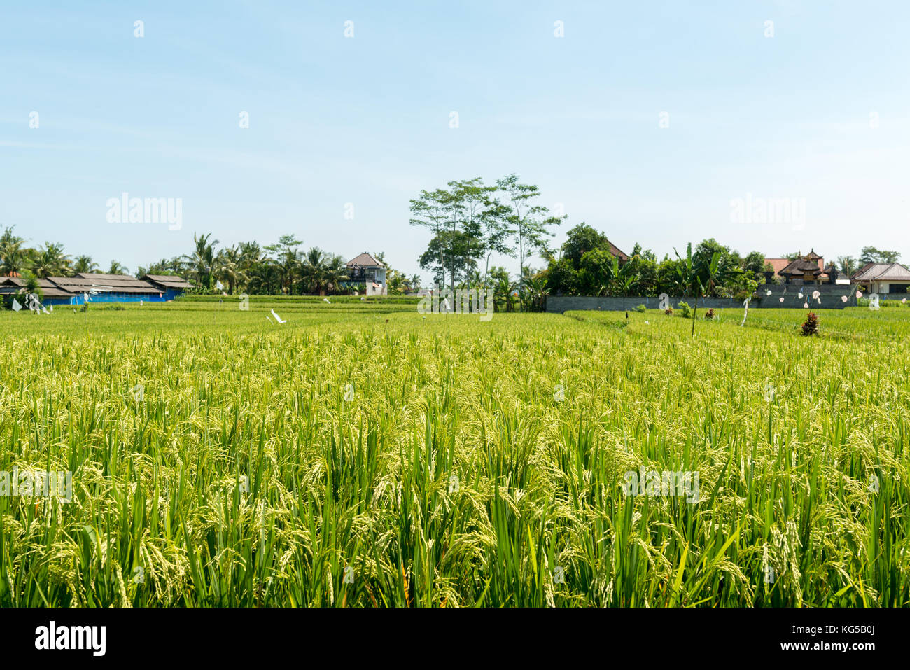 Rice field in Bali Stock Photo - Alamy