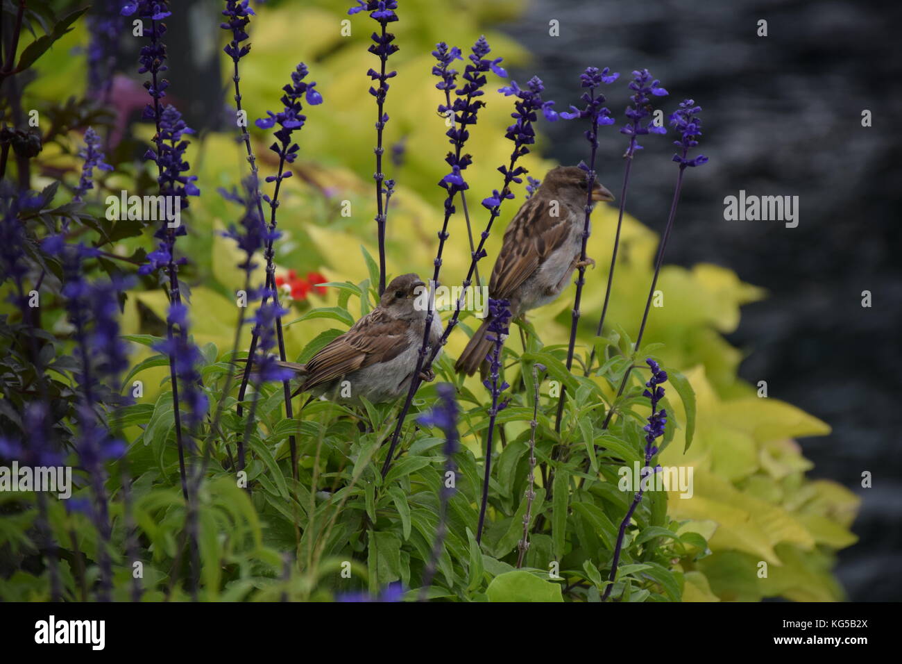Sparrows eating purple flowers Stock Photo Alamy