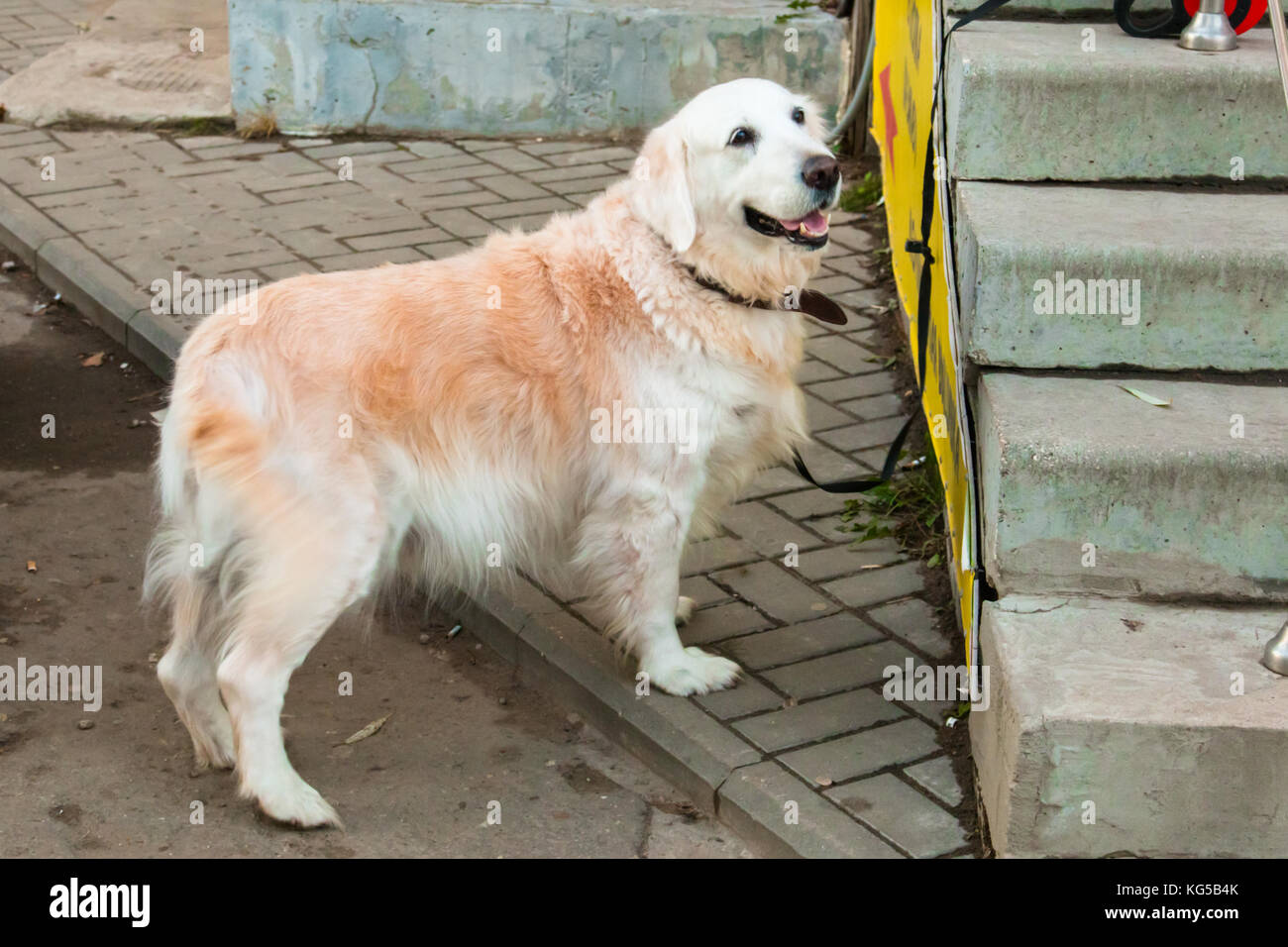 Purebred dog beige white golden retriever with long hair knitted near the  store Stock Photo - Alamy