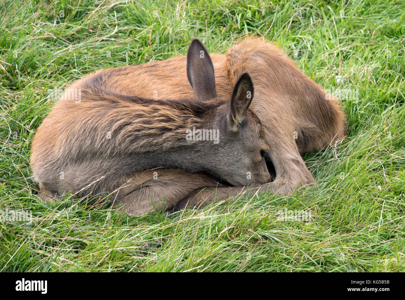 Young red deer calf asleep in the grass Stock Photo