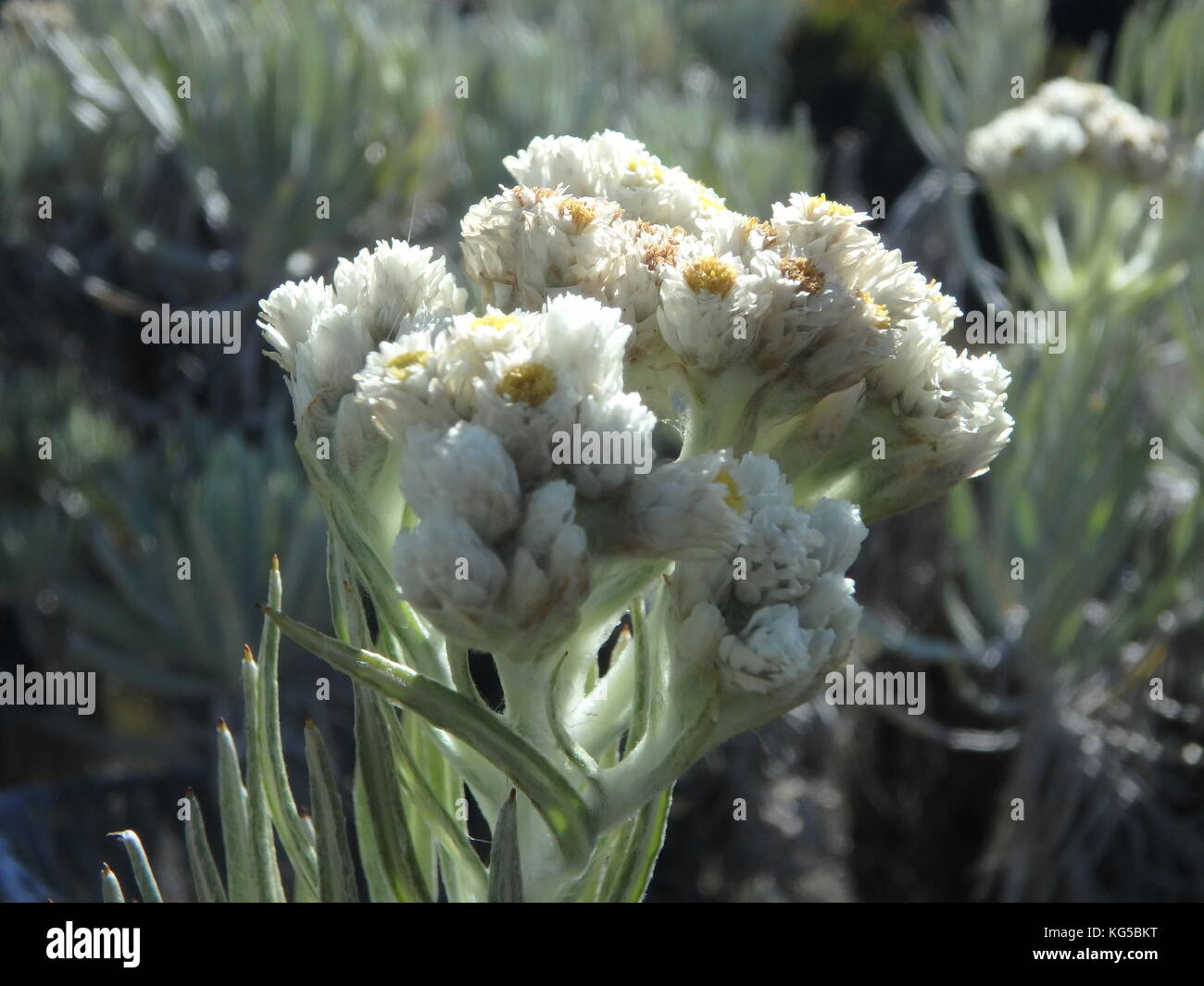 Indonesian Edelweiss in the Mountain Stock Photo Alamy