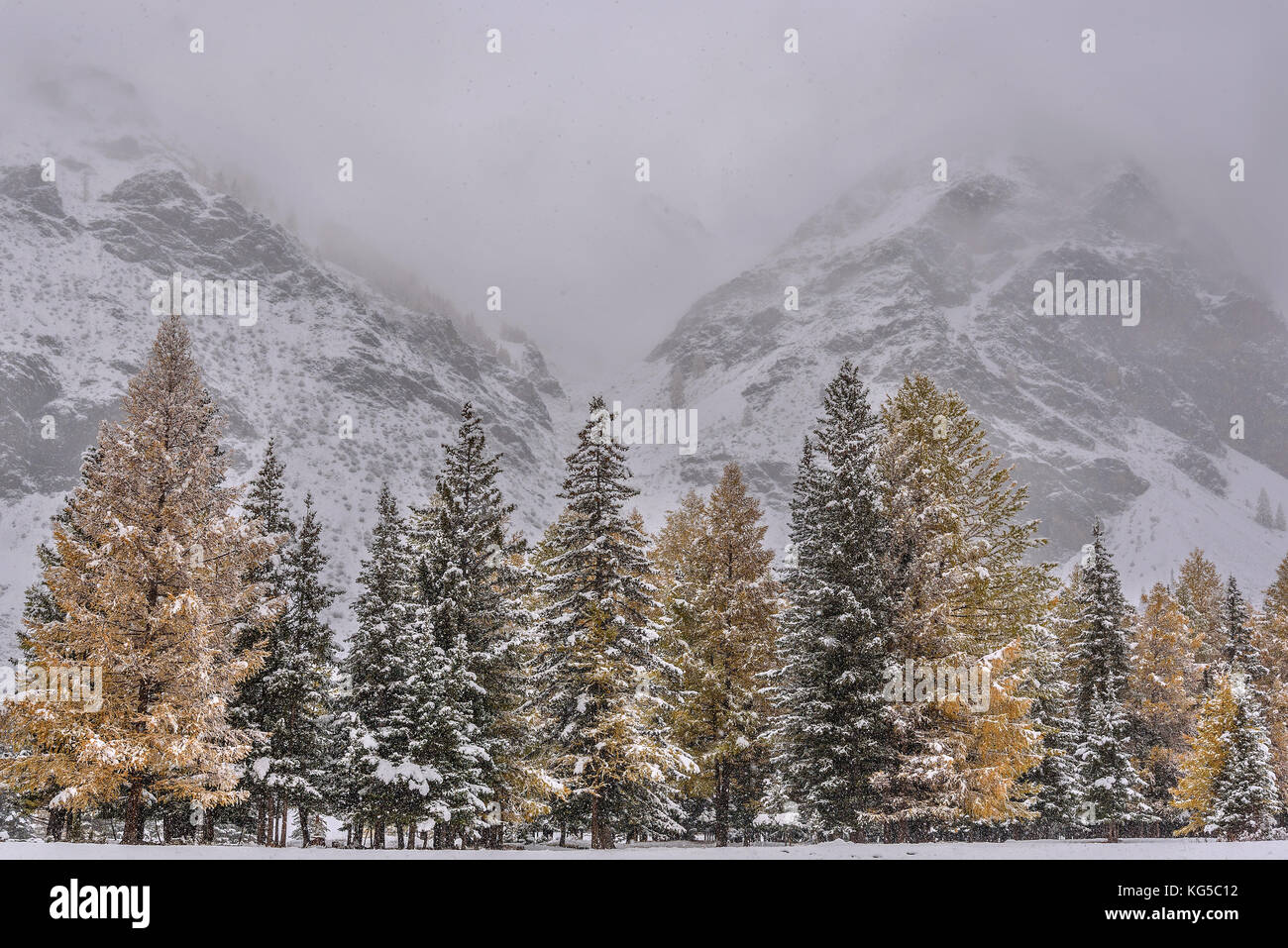 Snowfall in the larch forest hi-res stock photography and images - Alamy