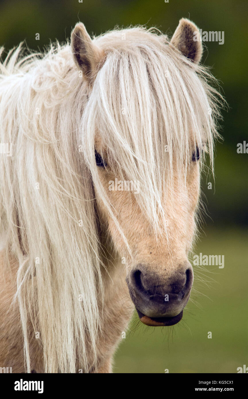 Shetland Pony roaming free in the New Forest National Park, Hampshire, UK Stock Photo
