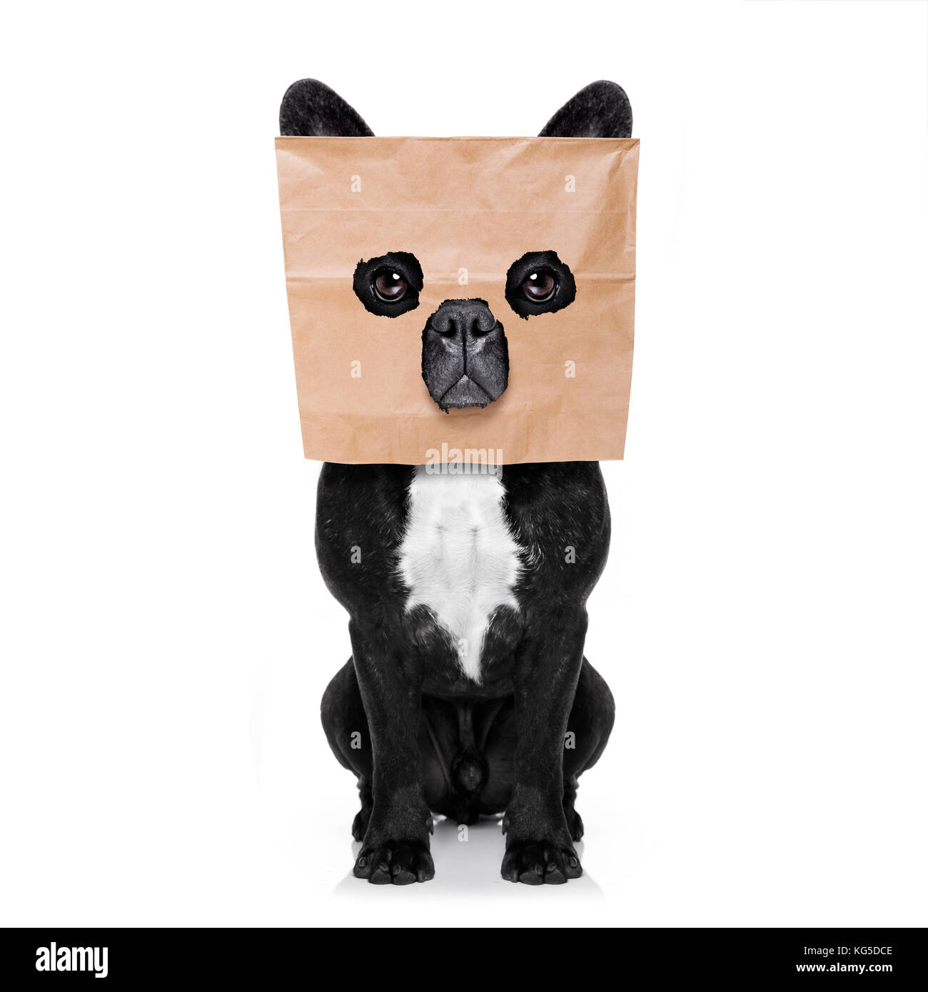 french bulldog dog  , hiding behind a paper bag on his head, isolated on white background Stock Photo