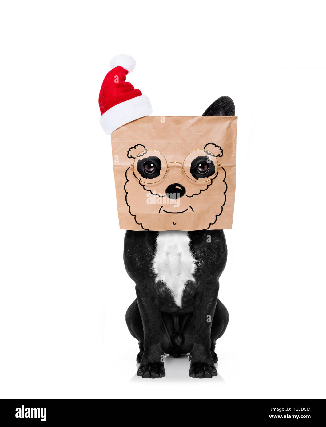 santa claus  dog  , hiding behind a paper bag on his head, isolated on white background, on christmas holidays, wearing a red hat Stock Photo