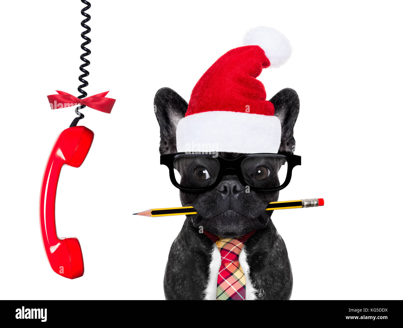 office businessman french bulldog dog with pen or pencil in mouth   isolated on white background, on christmas holidays vacation with santa claus hat, Stock Photo