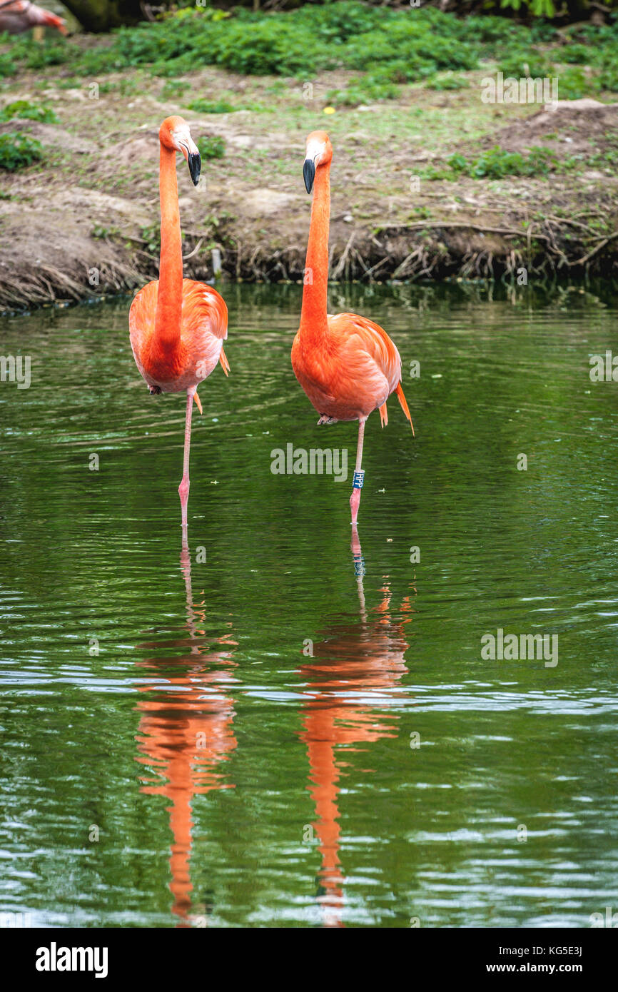 Two flamingos in a pool at Chester Zoo, Cheshire, UK Stock Photo
